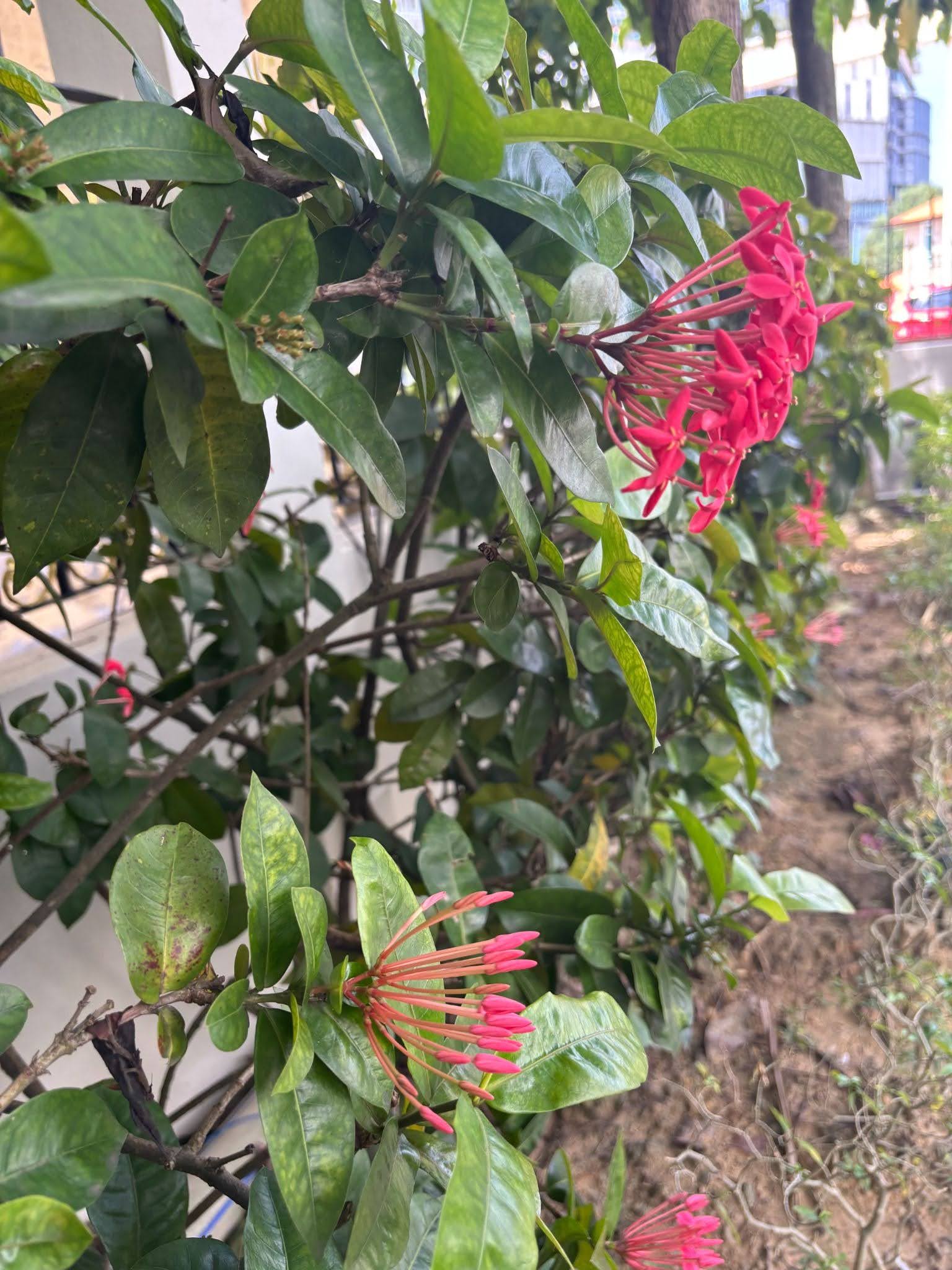 Flowers in Bloom: What Is Ready to Emerge in the Boardroom?